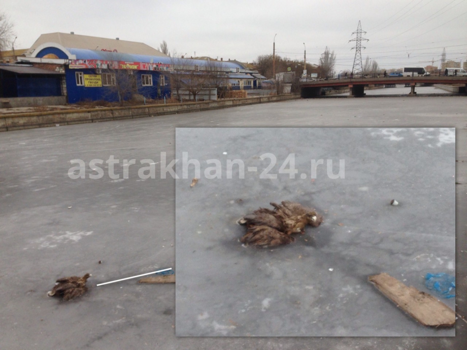 В Астрахани орел вмерз в лед