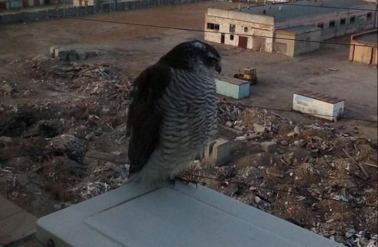 К астраханцам в гости наведываются редкие птицы