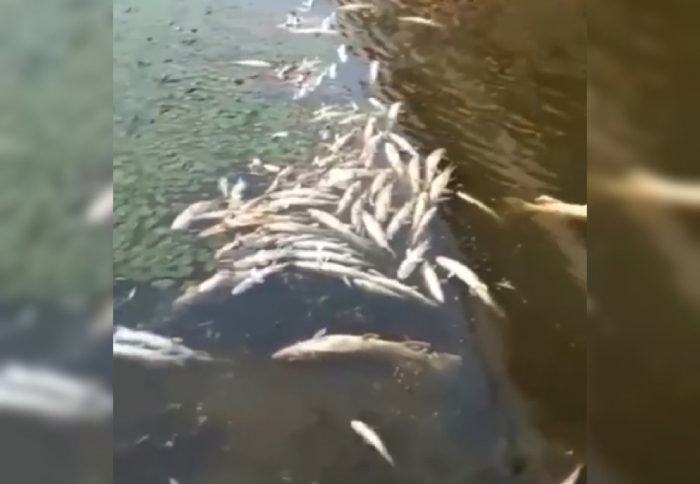 Масштабный замор рыбы засняли под Астраханью