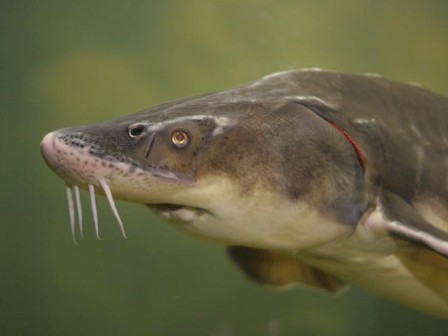 Астраханец нашел на остановке почти 70 килограмм осетра