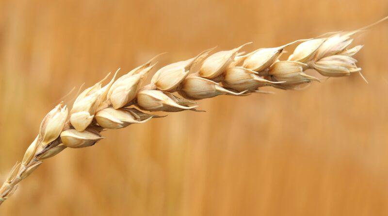 Какой товарный класс присвоили астраханской пшенице в этом году