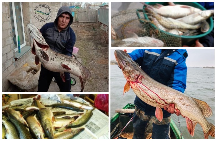 В Астрахани "попёрла" рыба