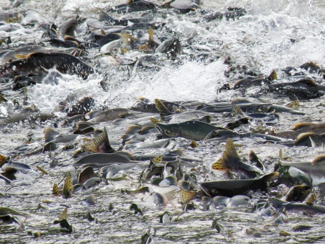 В Астрахани ситуация критичная. Волгу ждет один из худших в истории нерестов 