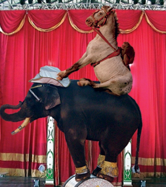 Праймериз в облдуму разнообразил дагестанский электрик