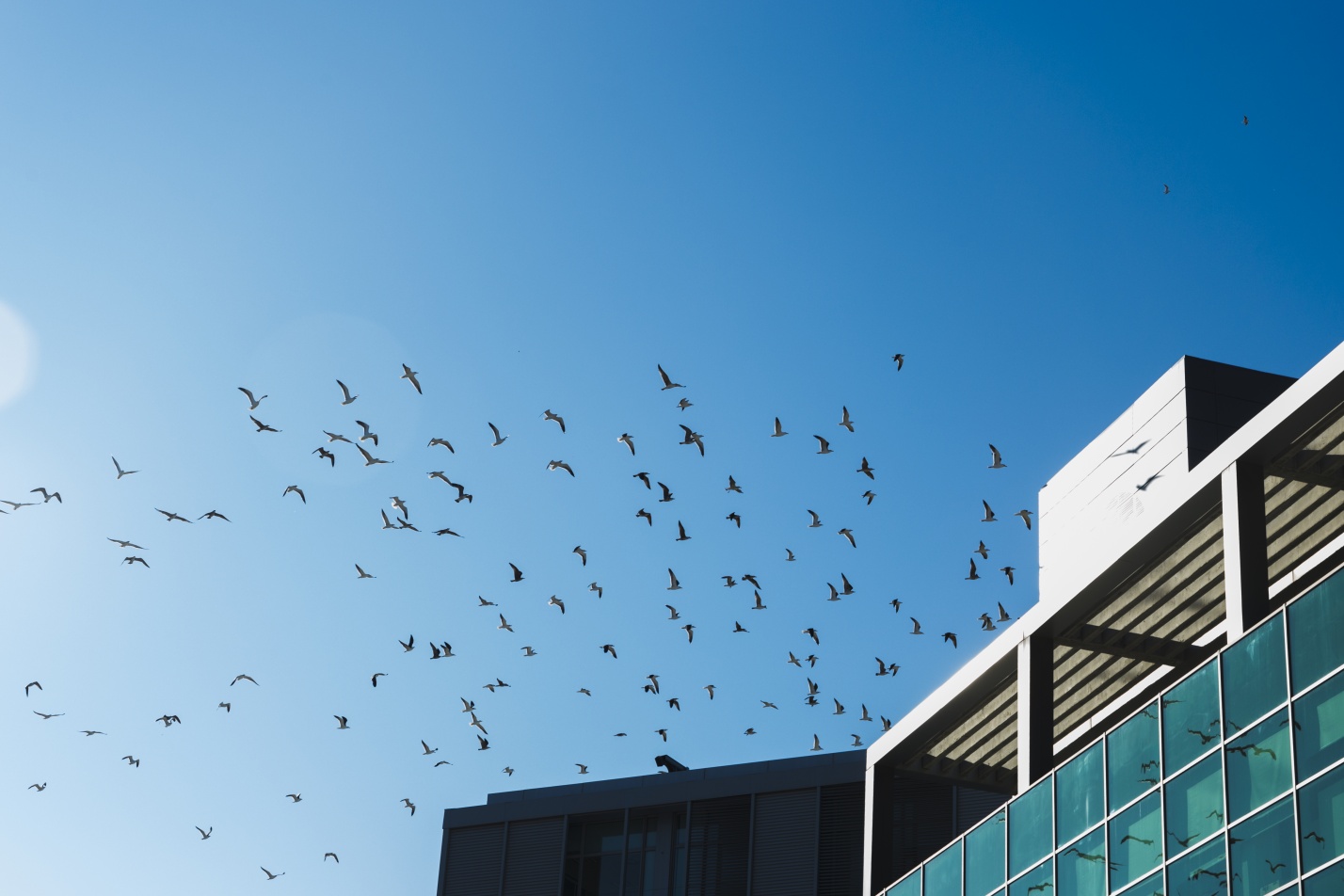 Аэропорту Астрахань предъявили 16 миллионов за поврежденные воронами лайнеры