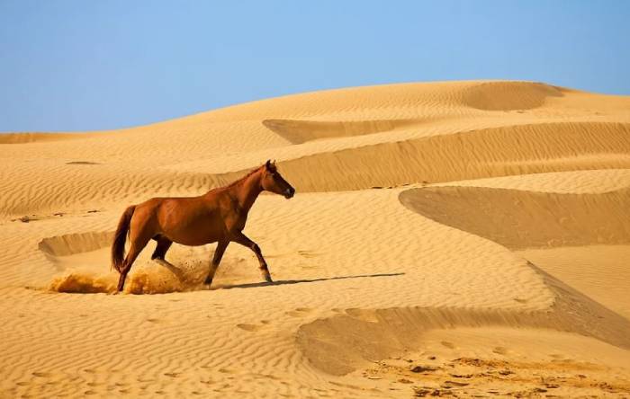 Глобальная проблема опустынивания - реальность Астраханского края