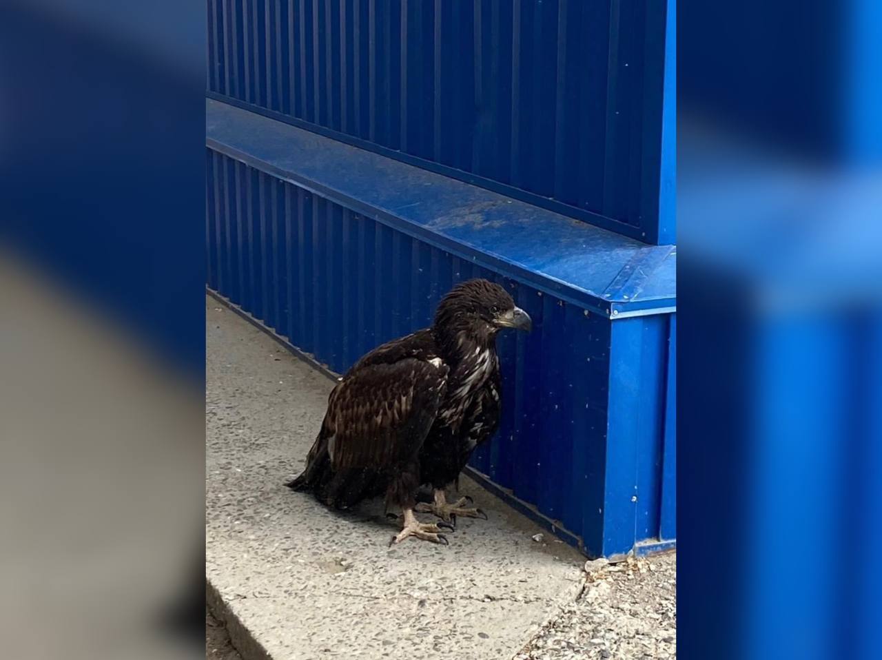 В Астраханской области спасли орлана-белохвоста с опасной травмой шеи