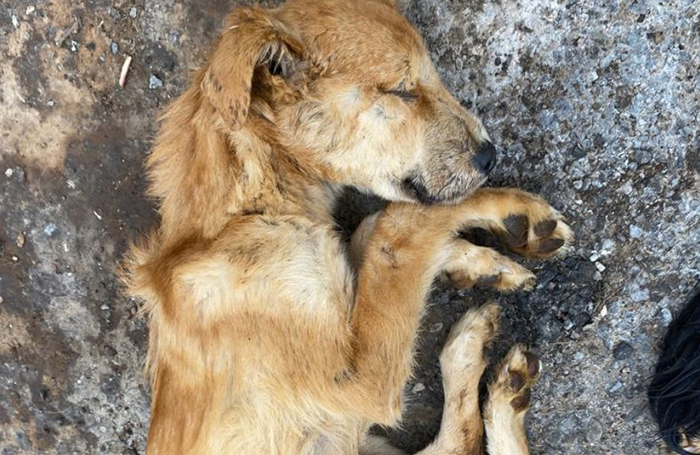 Астраханская полиция проверяет информацию о зверски убитых собаках