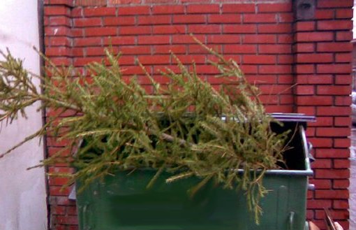 В Астраханской области новогодние елки пустят на удобрения