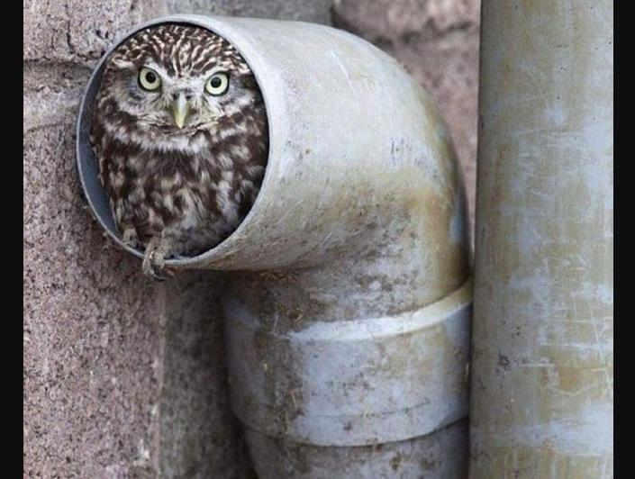 Не дельный обзор. А не откопать ли нам Луковку и Чесноковку?