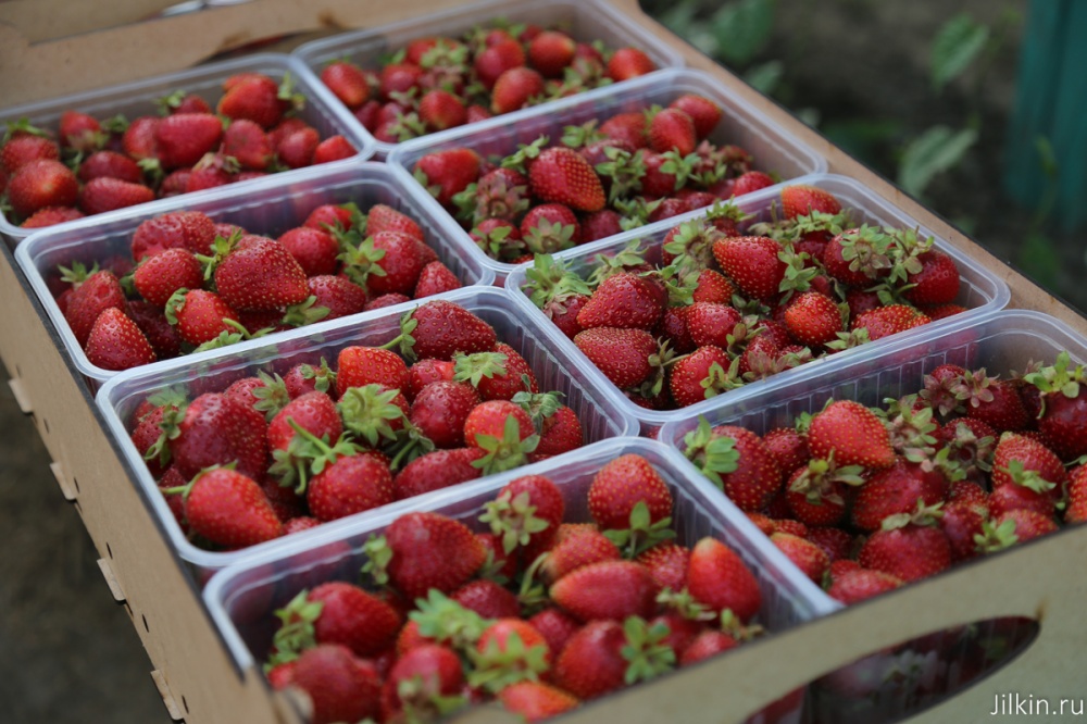 Как обычно - все клубнично: астраханский фермер начал выращивать клубнику под известным брендом