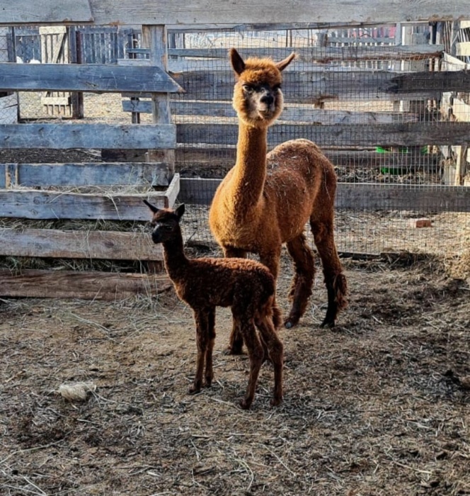 В астраханском зоопарке родился милый альпака