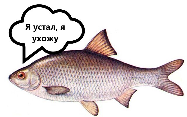 Астраханцы могут остаться без воблы: неутешительные прогнозы озвучили ученые КаспНИРХа