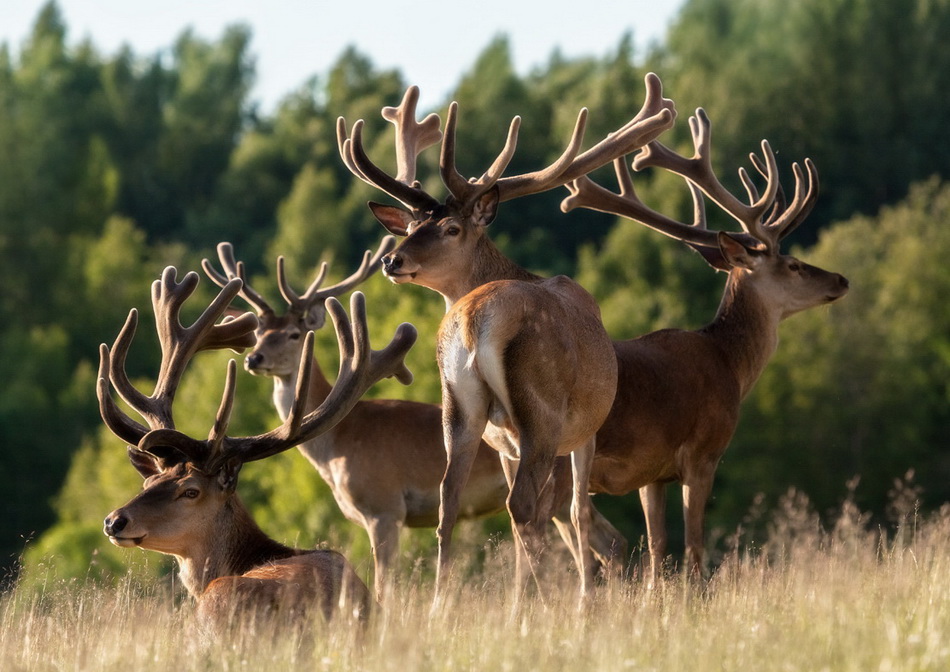 Львят из астраханского зоопарка обменяют на маралов