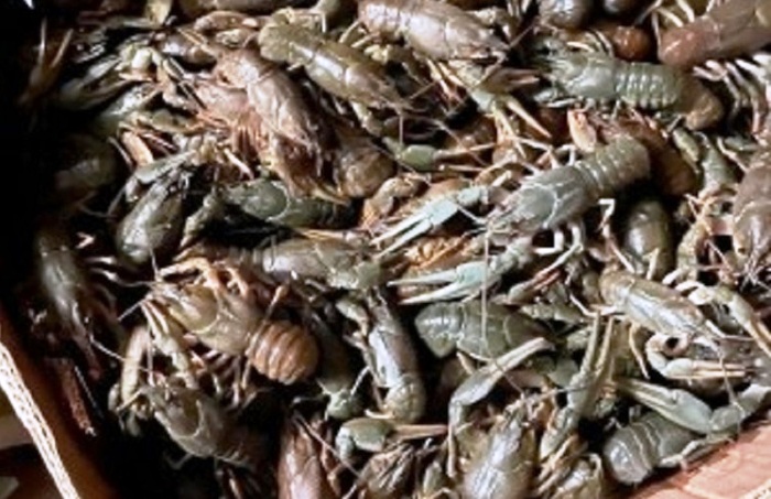 Астраханские раки столицу не увидели: в Ахтубинском районе задержали рейсовый автобус с живым товаром