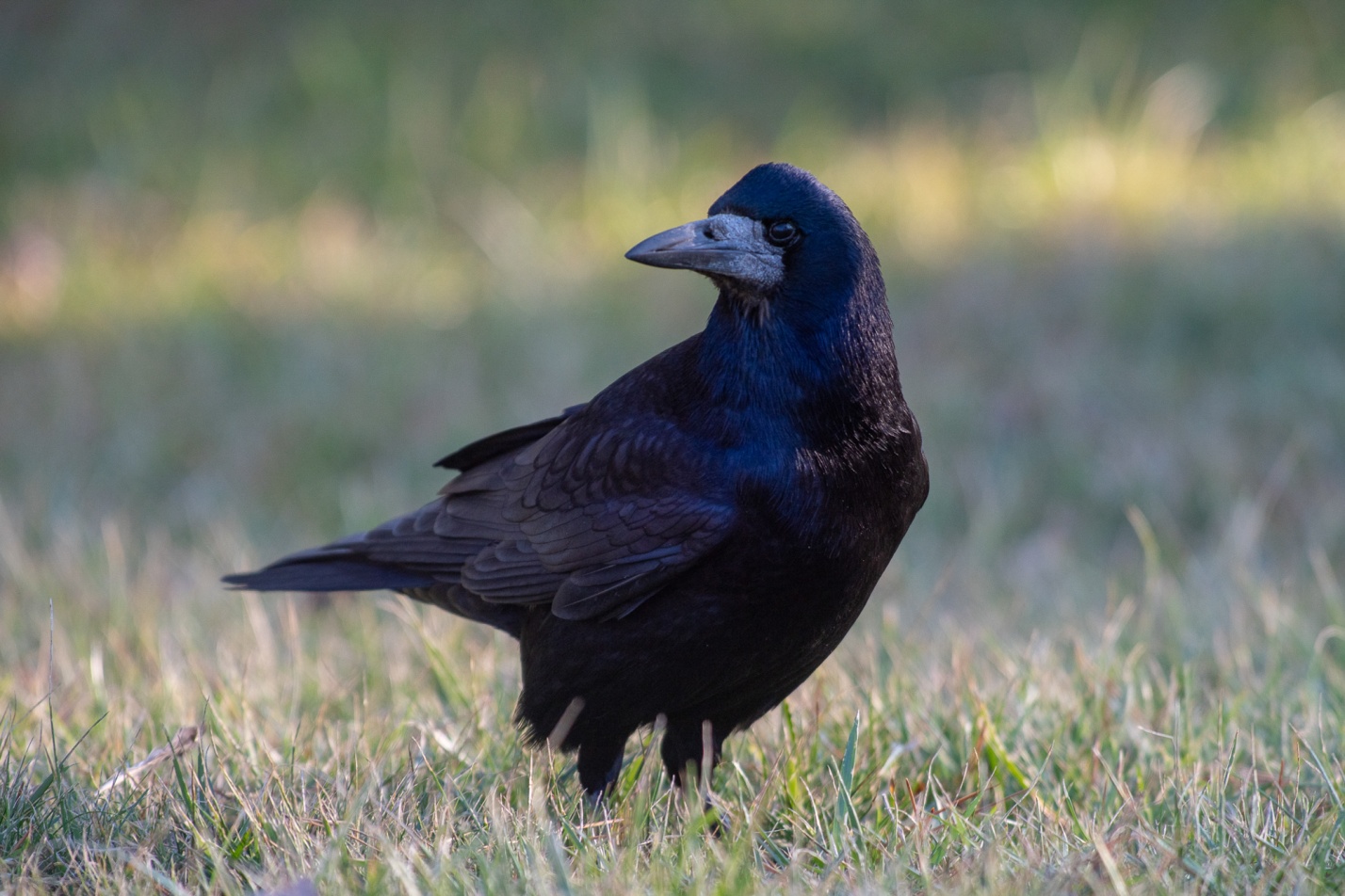 Записки астраханского натуралиста. А вы различаете врановых?