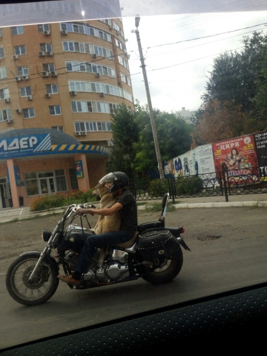 Пёс катается по Астрахани на мотоцикле