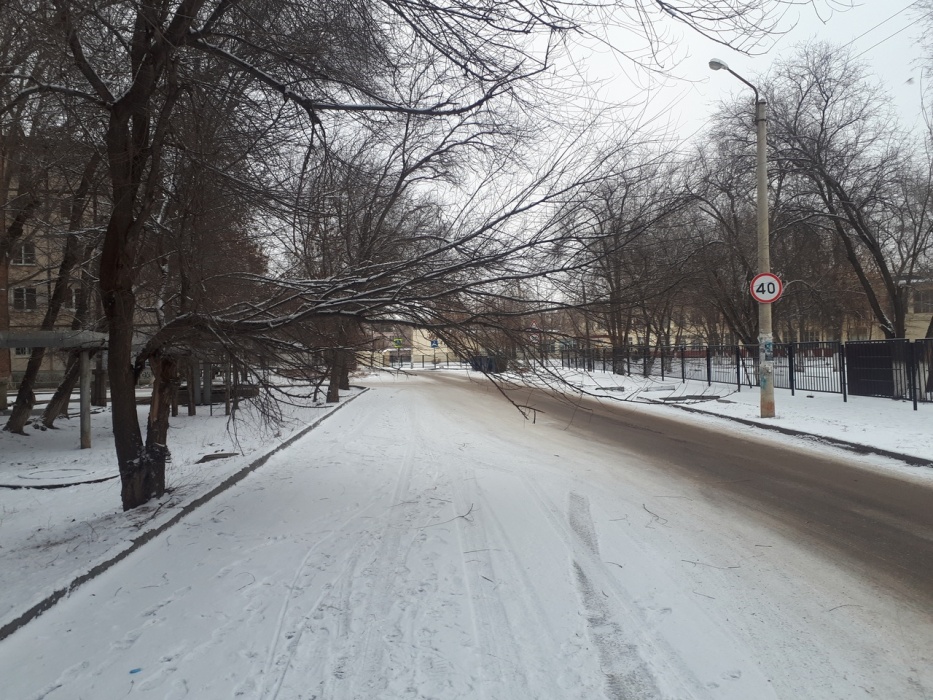 В Астрахани крупная ветка перегородила дорогу