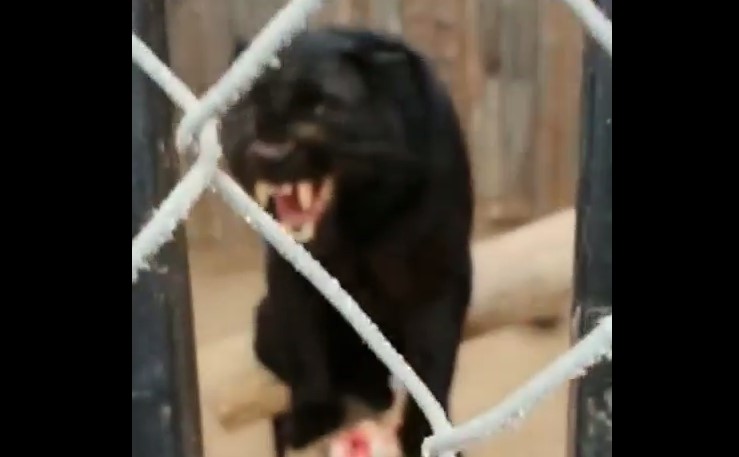 В астраханском зоопарке пантера набросилась на мужчину: видео