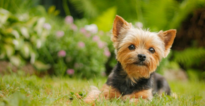 Твори добро: астраханские полицейские вернули ребенку пропавшего терьера