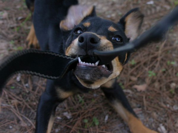 В Астрахани пожилую женщину искусали бродячие собаки