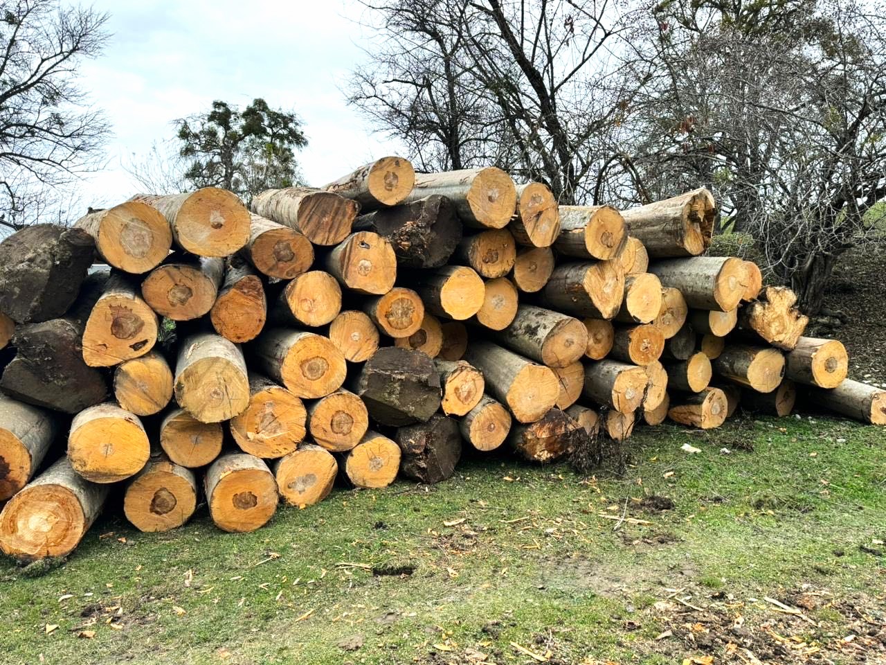 Астраханские  таможенники выявили канал контрабанды ценных лесоматериалов