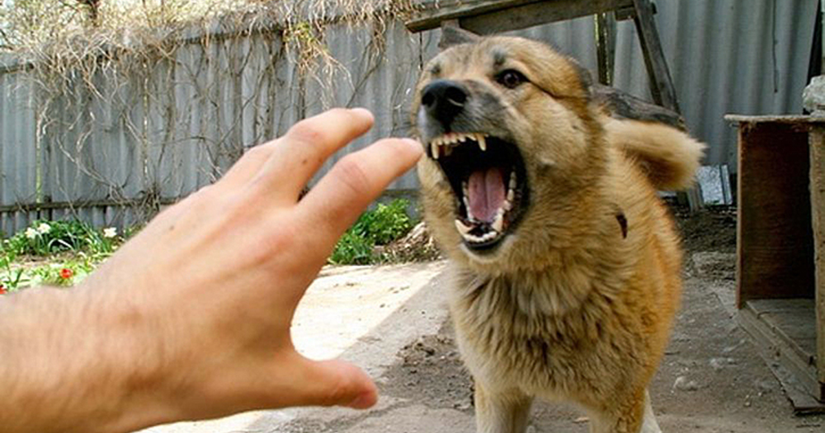 В центре Астрахани никак не справятся с бешенством животных