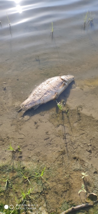 Это беда. В Астраханской области засняли дохлых рыб и черепах
