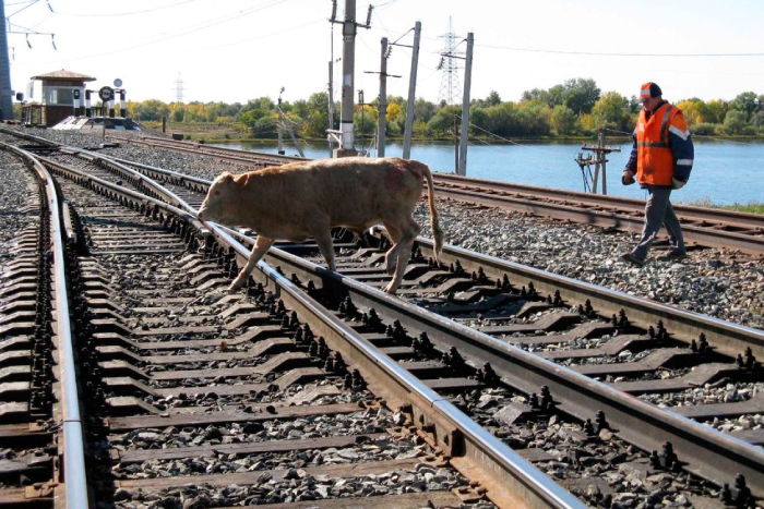 Астраханские коровы угрожают жизни пассажиров поездов