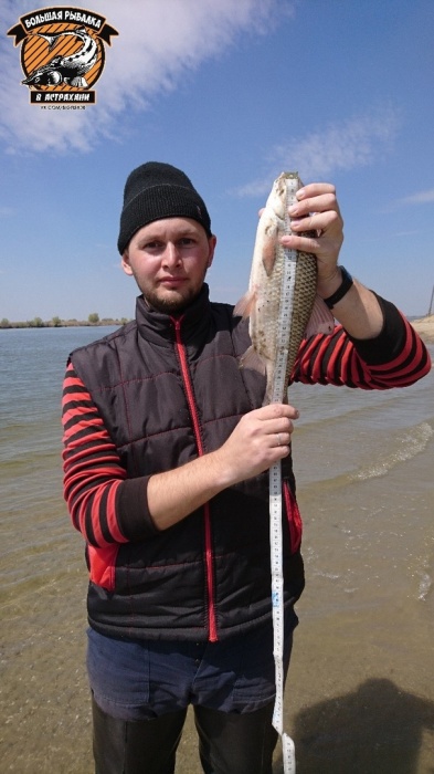 Победитель. Астраханец поймал гигантскую воблу