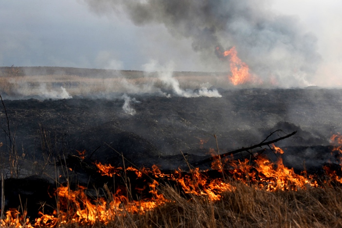 Мониторинг отмечает Астраханскую область как регион с большой площадью природных пожаров