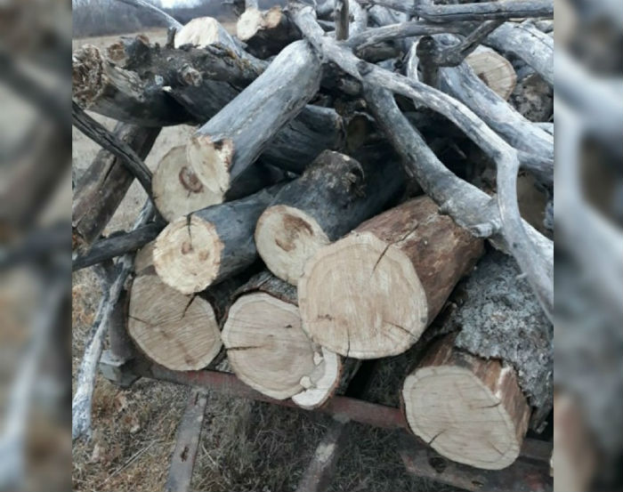 Астраханца, вырубавшего леса, поймали с поличным