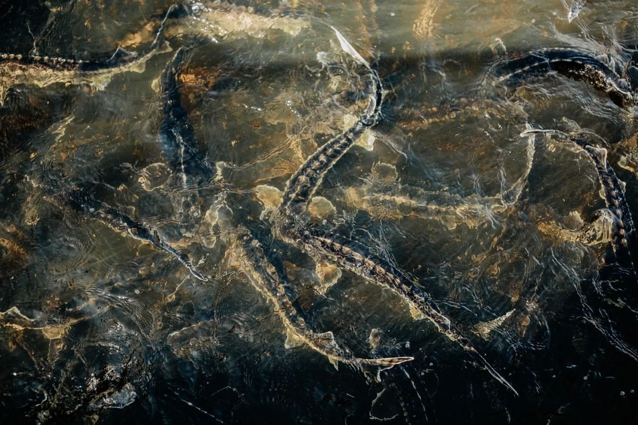 У ценных промысловых рыб в Астраханской области начался период дойки