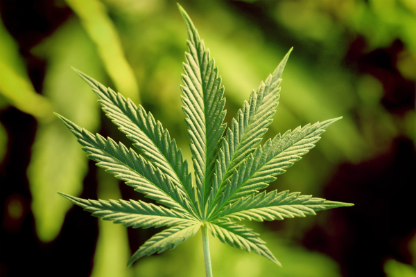 Астраханская прокуратура заставила администрацию скосить коноплю у школ и детсадов