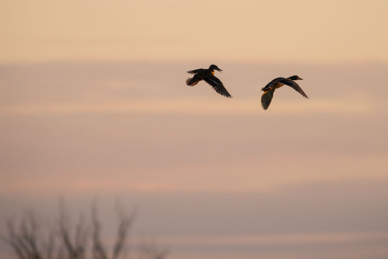 Записки астраханского натуралиста. Осенняя охота – утки, гуси, лебеди
