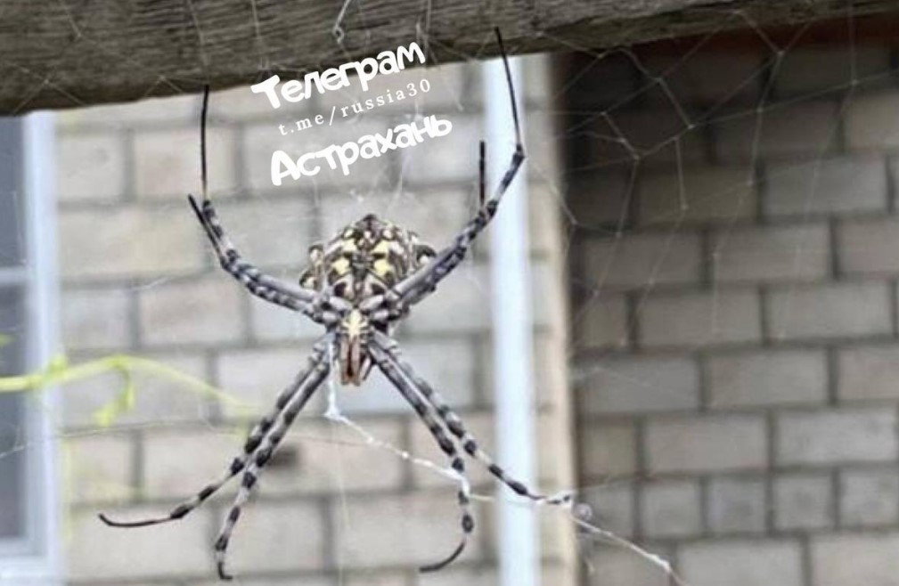 Астраханцы сообщают о нашествии жутких пауков