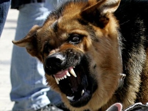 В Астрахани собака насмерть загрызла мужчину