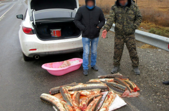 Астраханец объяснил полицейским, что нашел мешок с осетрами на берегу