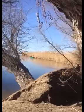 В Астраханской области река поглотила огромное дерево