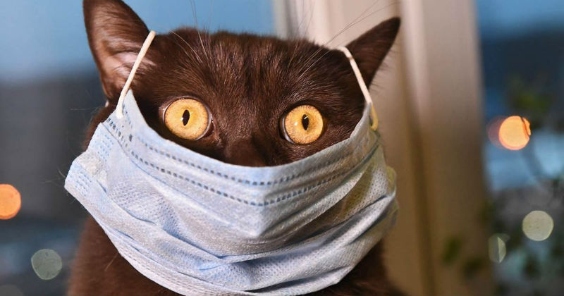 Не дельный обзор. Это вам не кот чихнул…