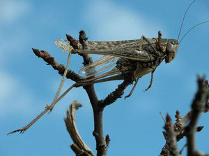 БОРЬБА С НАСЕКОМЫМИ ОБЕРНУЛАСЬ УГОЛОВНЫМ ДЕЛОМ. Глава Ахтубинского района подозревается в превышении полномочий