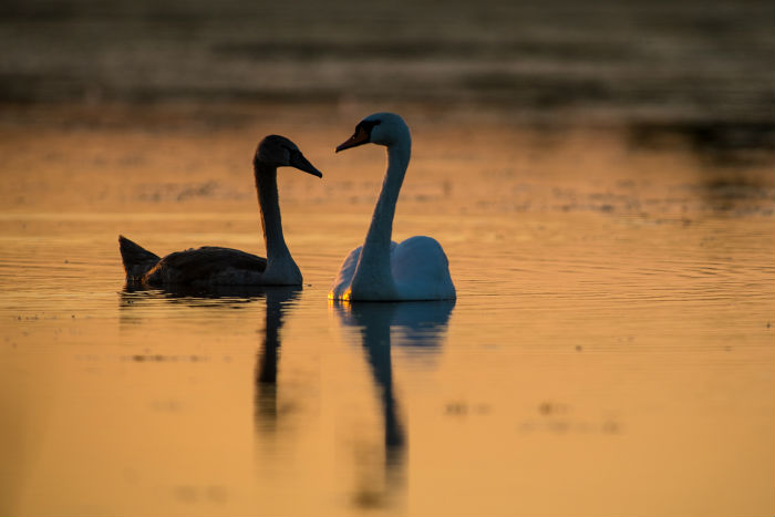 Записки астраханского натуралиста. Первое дыхание осени