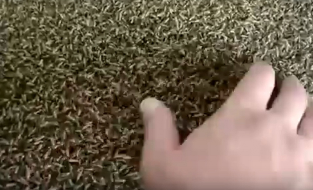 Стали известны подробности нашествия насекомых на корабль