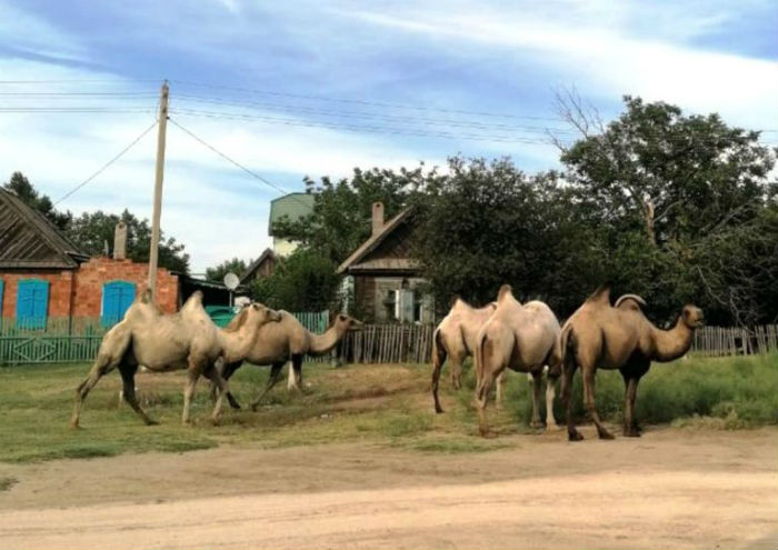 Верблюдов, которые держали в страхе астраханское село, продадут