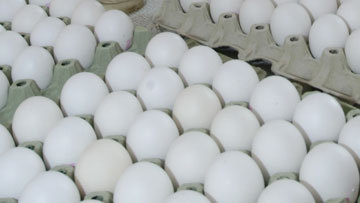 УДАР ПО ЯЙЦАМ. Рекорд астраханских птицеводов оказался дутым