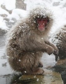 ЗООСАД КРК «ОКТЯБРЬ» ВЫМЕРЗАЕТ?