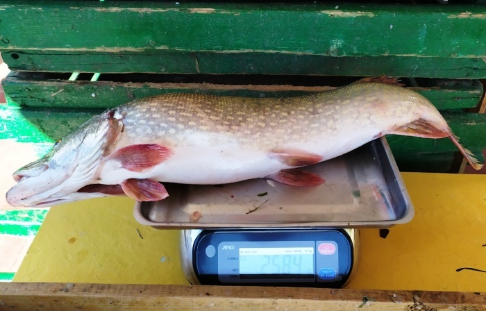 Запрет на вылов щуки вступает в силу в Астраханской области