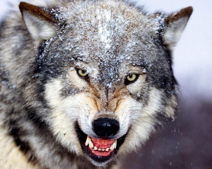 Волки терроризировали жителей астраханского села и нападали на скот