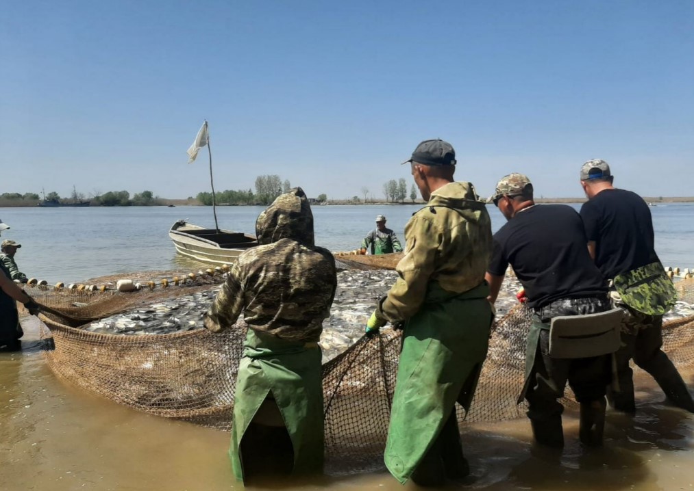 В Астраханской области хорошо ловились сом, лещ, сазан