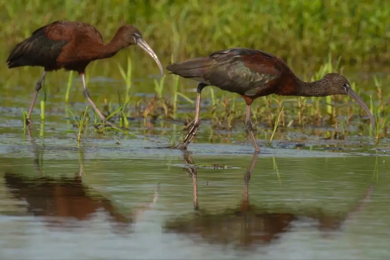 Новая Красная книга появилась в Астраханской области